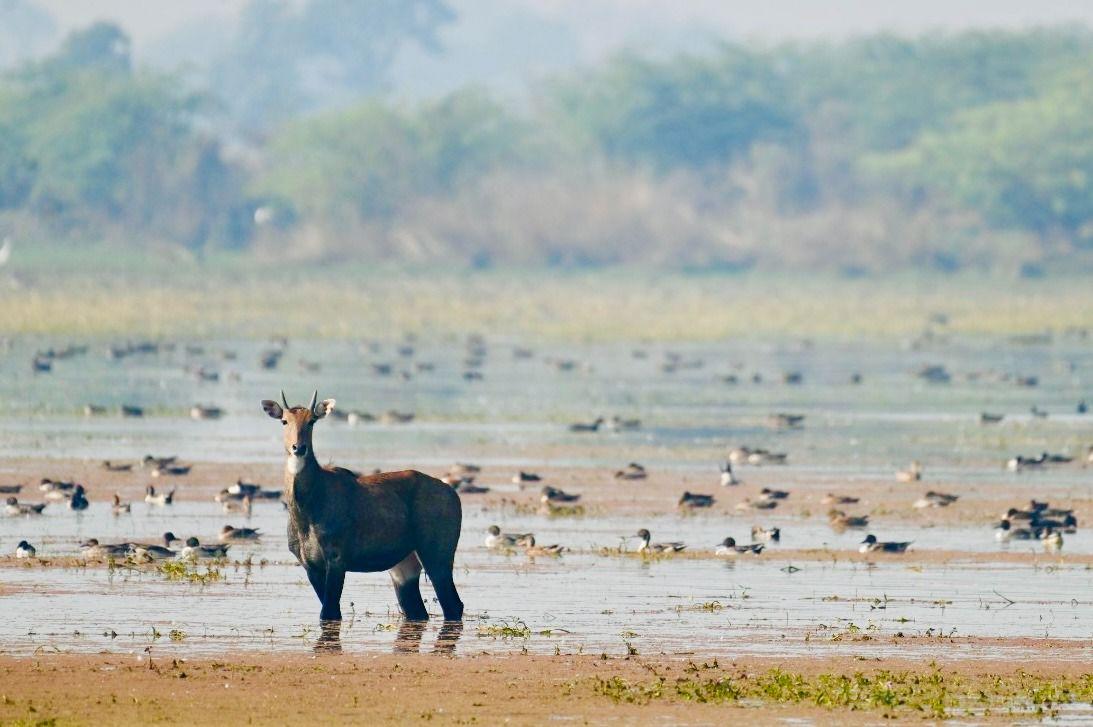 Wetlands in UP, Gujarat earn international recognition for conservation