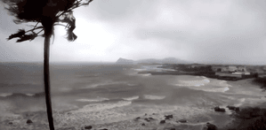 Woman killed by falling tree as powerful storms hit Sydney