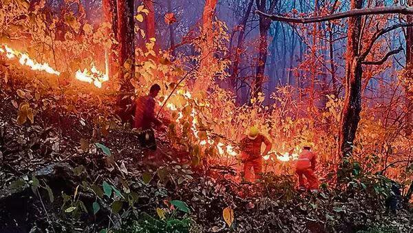 Forest Fire Control in 2025