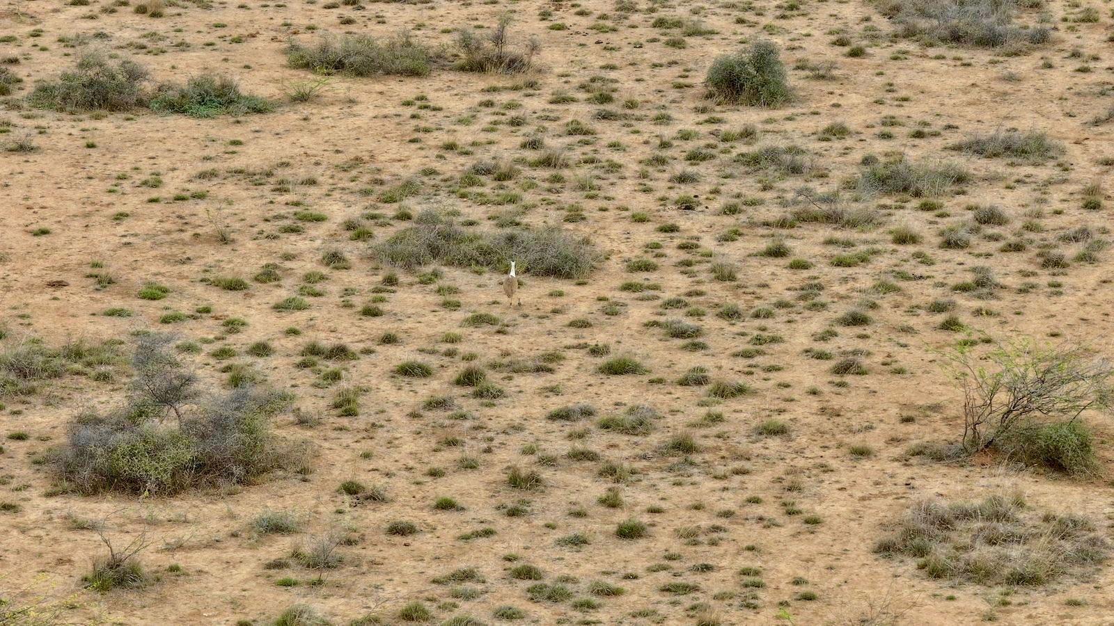 Bhupender Yadav praises hatching of Great Indian Bustard chick after a decade