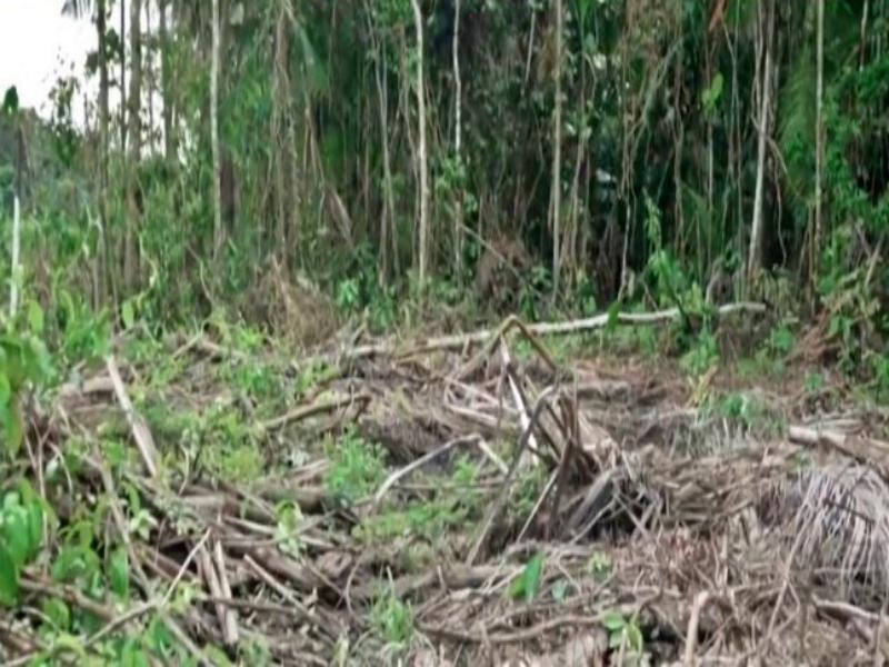 Norway to implement EU rules aimed at curbing deforestation