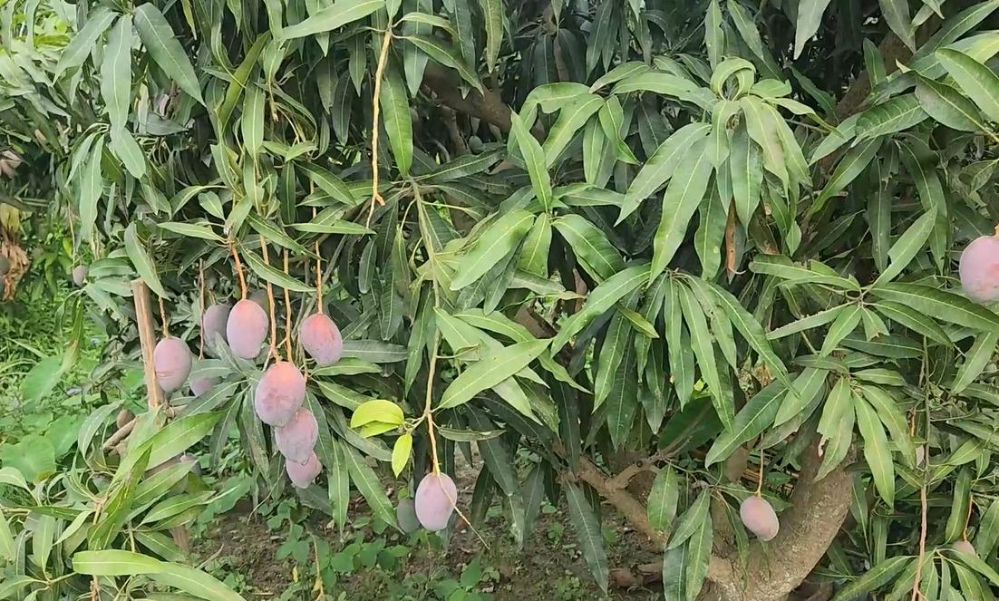 Patriotism in every bite: ‘Sindoor’ mango launched to salute soldiers and PM Modi