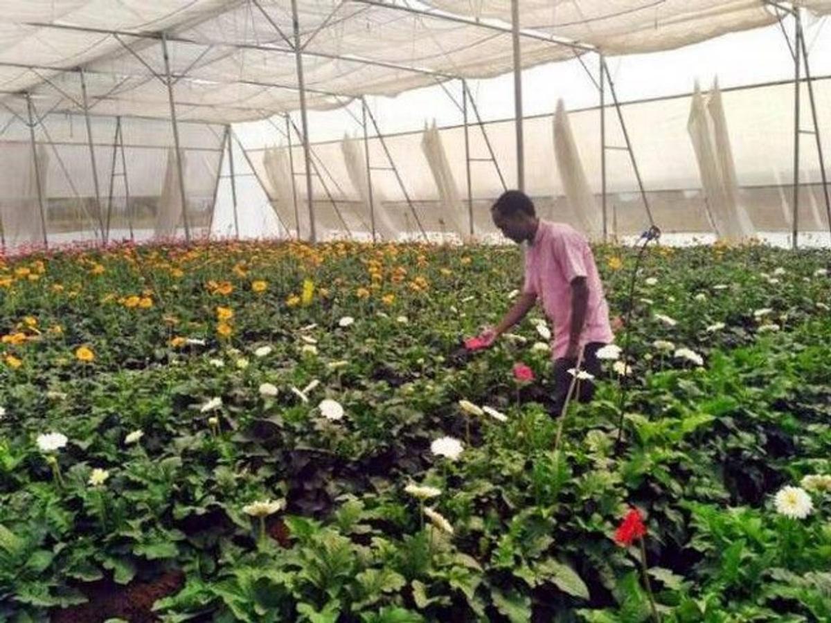 Shokat Ali's flower farming