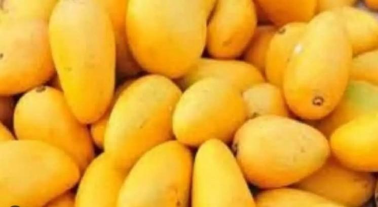 Gujarat mango exports surpass 3,000 MT in five years, Kesar variety in high demand abroad