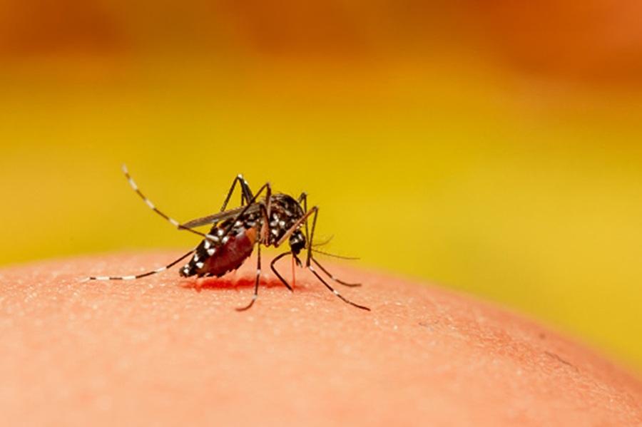 Laos expands eco-friendly mosquito method to combat dengue