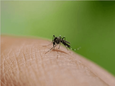 Bangladesh: One more person dies due to dengue, 2025 fatalities rise to 115
