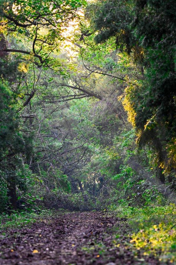India ranks 9th globally in forest area, retains 3rd spot in annual forest area gain: Minister