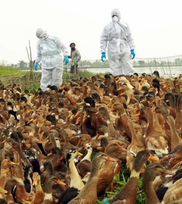 Over 22,000 birds culled, buried as flu outbreak confirmed in Chhattisgarh's Bilaspur