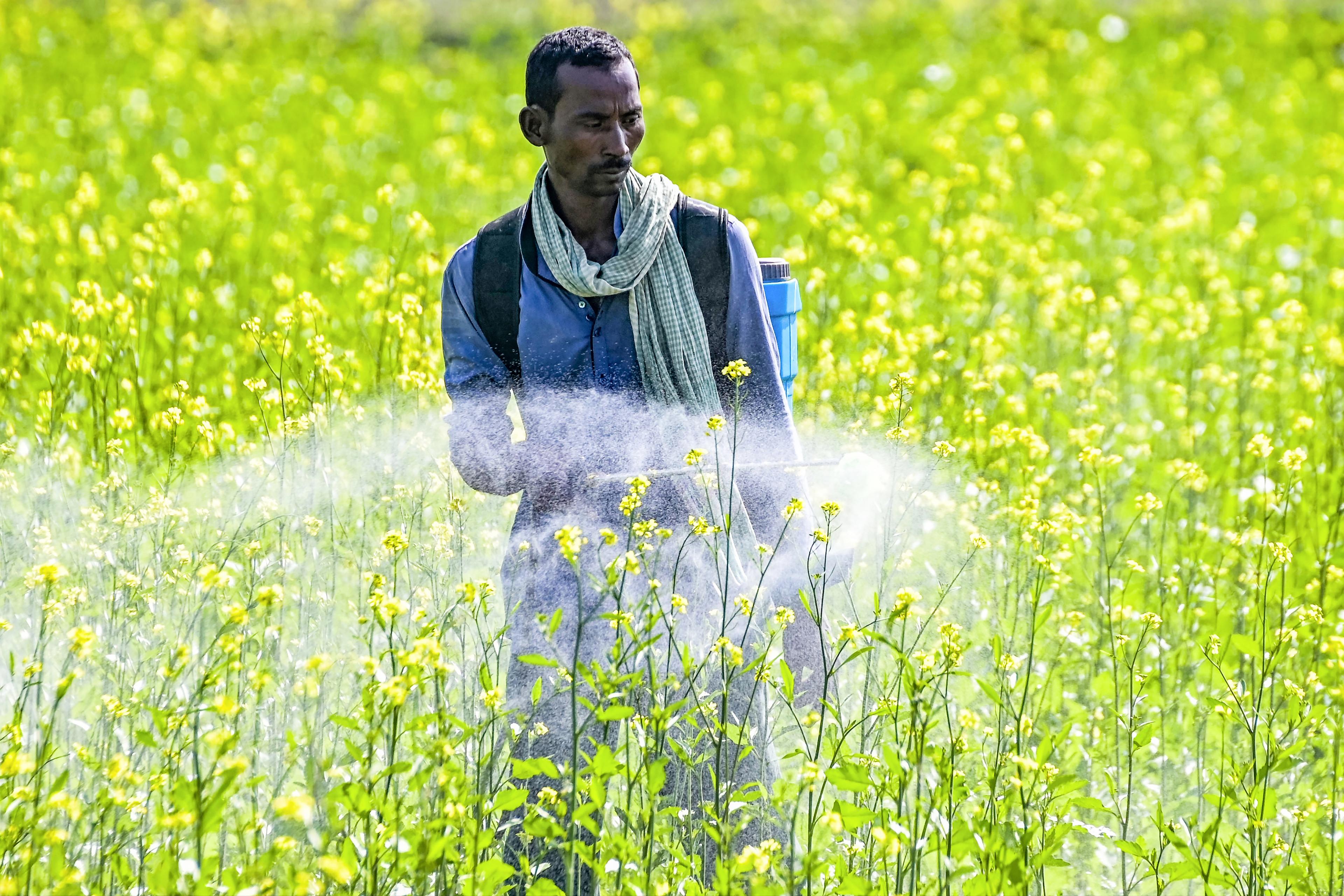 Area sown under rabi crop surges by 20.88 lakh hectares