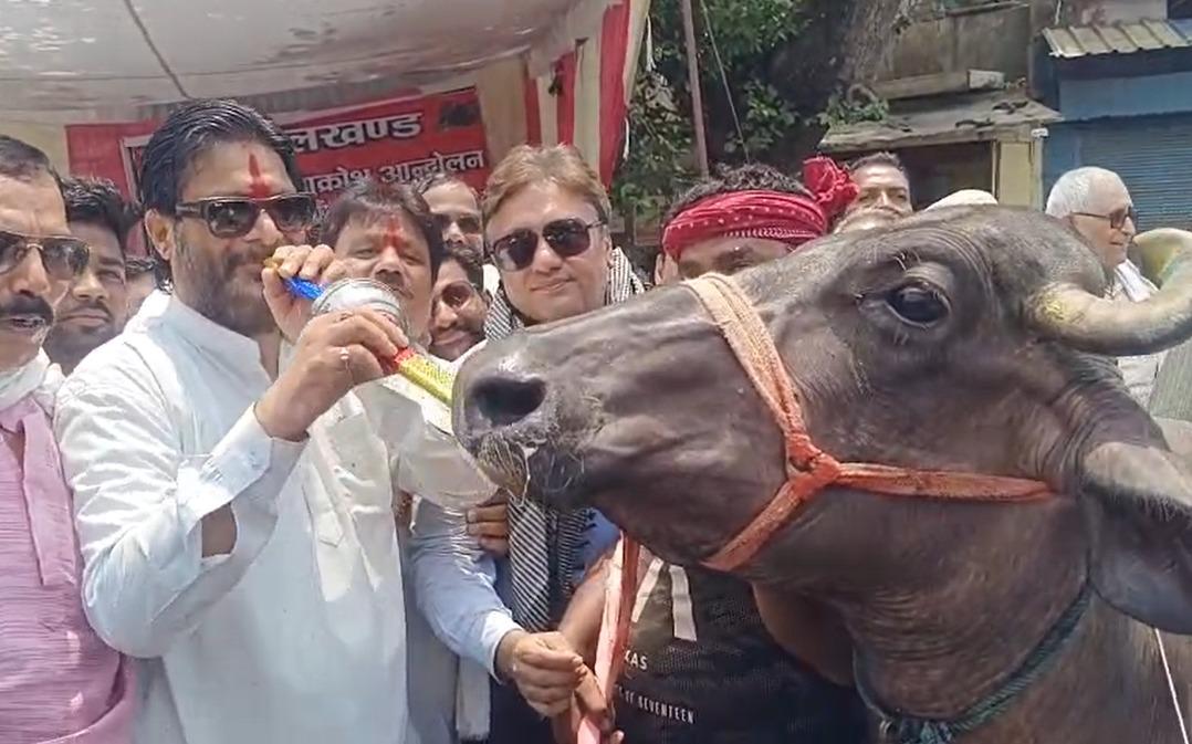 Dramatic protest in Jhansi: Chains, placards, and a buffalo lead power outage outcry