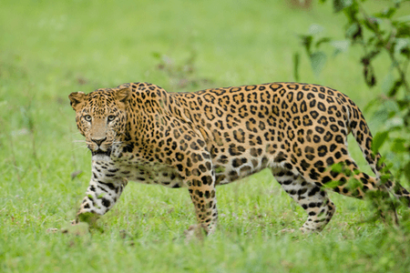 Five-year-old boy mauled to death by leopard in TN's Valparai