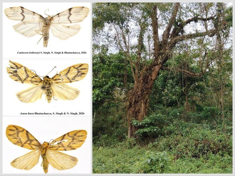 Environment Minister Bhupender Yadav hails discovery of 2 new moth species