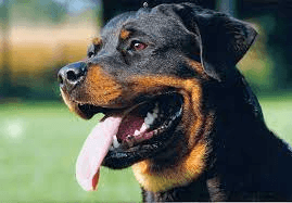 Gujarat: Four-month-old infant mauled to death by pet Rottweiler in Ahmedabad