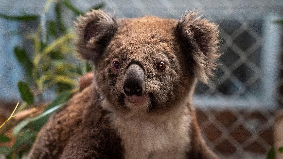 Police chase koala through Sydney train station