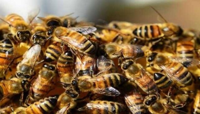 Elderly man dies, several injured in bee attack in MP village