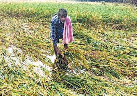 TN delta farmers seek immediate compensation for damaged crops ahead of Pongal
