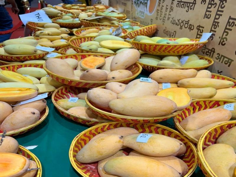 Delhi: NDMC's 2-day ‘Khaas-ye-Aam’ mango festival begins tomorrow