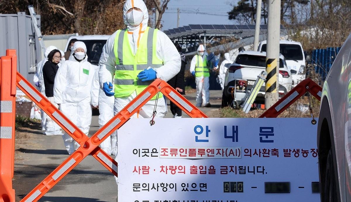 S. Korea confirms 8th highly contagious bird flu case of season