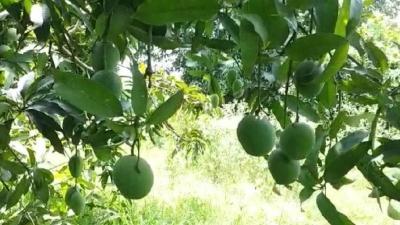 TN farmers to hold statewide protest on June 10 over mango price crash