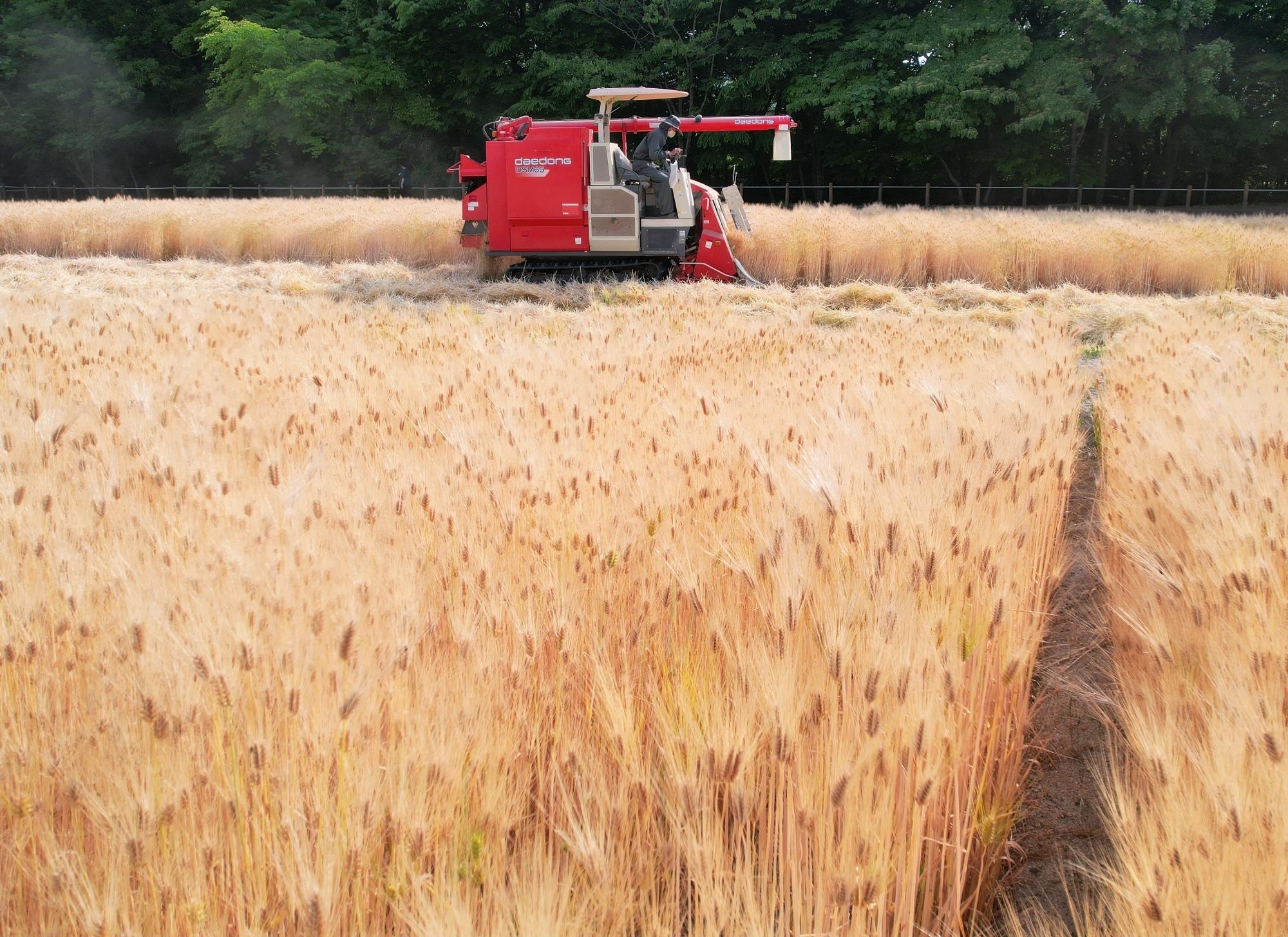 Himachal govt procures 140 quintals of naturally grown barley