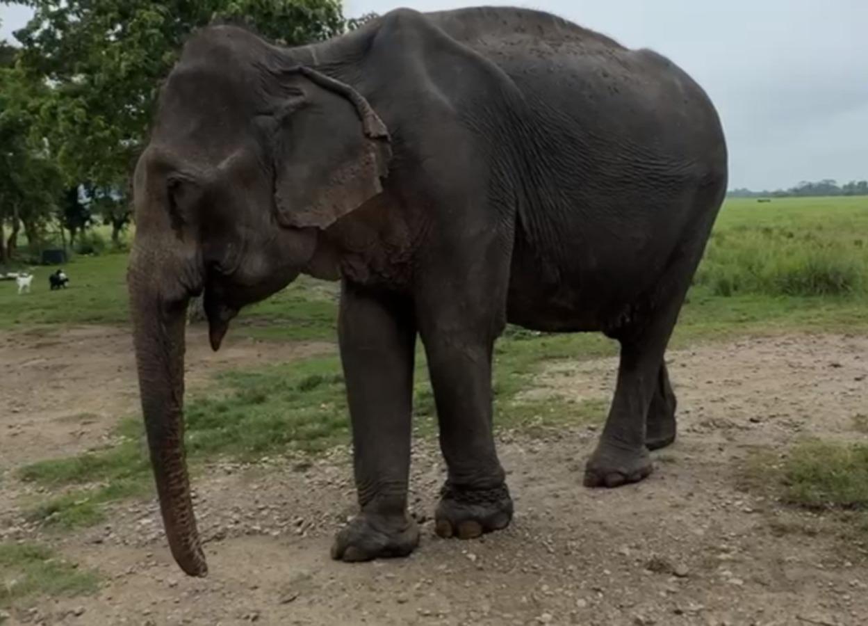 ‘Mohanmala’ oldest and last matriarch at Kaziranga National Park dies