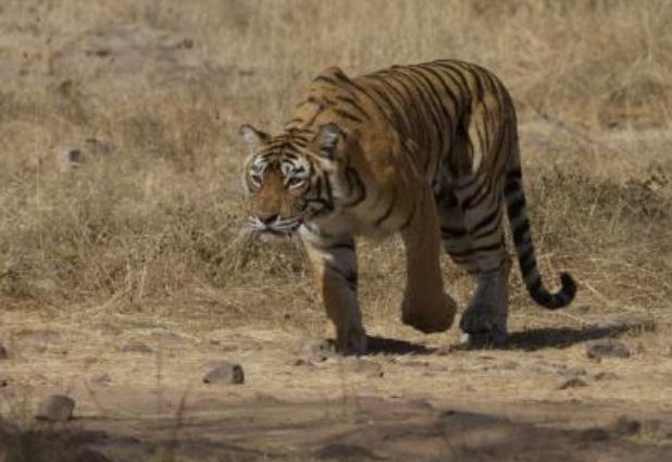 Karnataka tigress, cubs deaths: 2 taken into custody, CM says action after receiving report