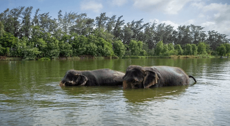 SC to hear tomorrow PIL seeking probe into 'unlawful captivity of elephants' at Vantara