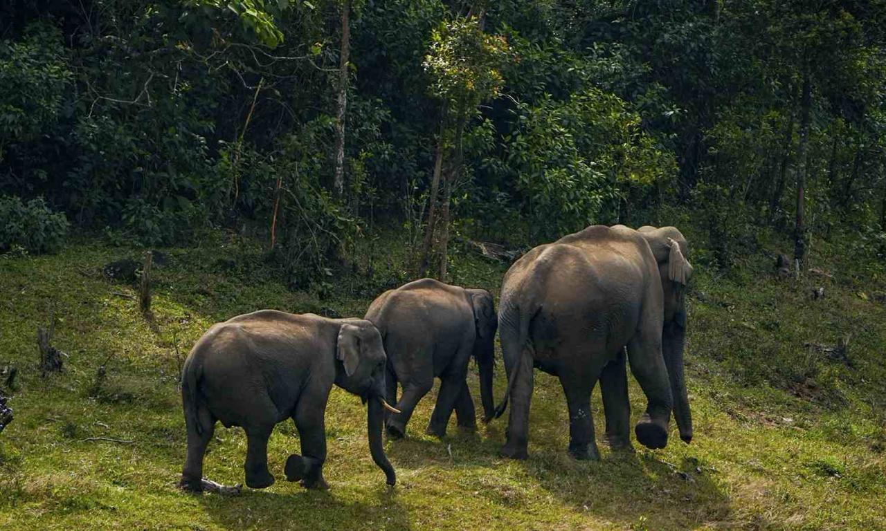 TN: Scientific panel set up for elephant translocation after recent deaths