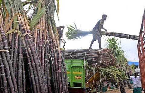TN Pongal hampers: Facing losses, say farmers on 'low procurement' price for red sugarcane