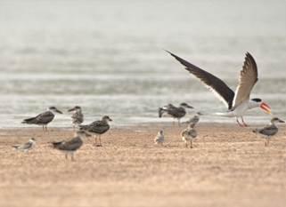 Ganga panel approves project to protect bird breeding habitats in basin
