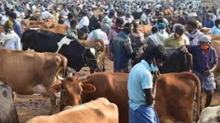 Model code of conduct curbs hit century old Poigai cattle market in TN's Vellore