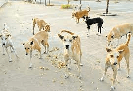Chennai to open 15 ABC centres by December, may review ban on rottweilers and pitbulls