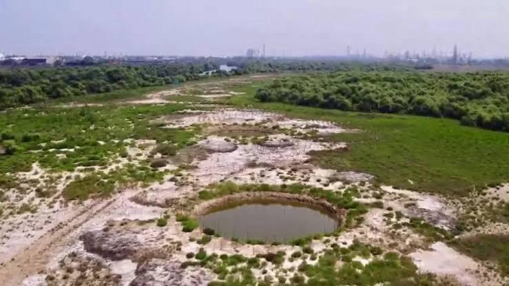 TN govt creates freshwater ponds to revive mangroves in polluted Ennore estuary