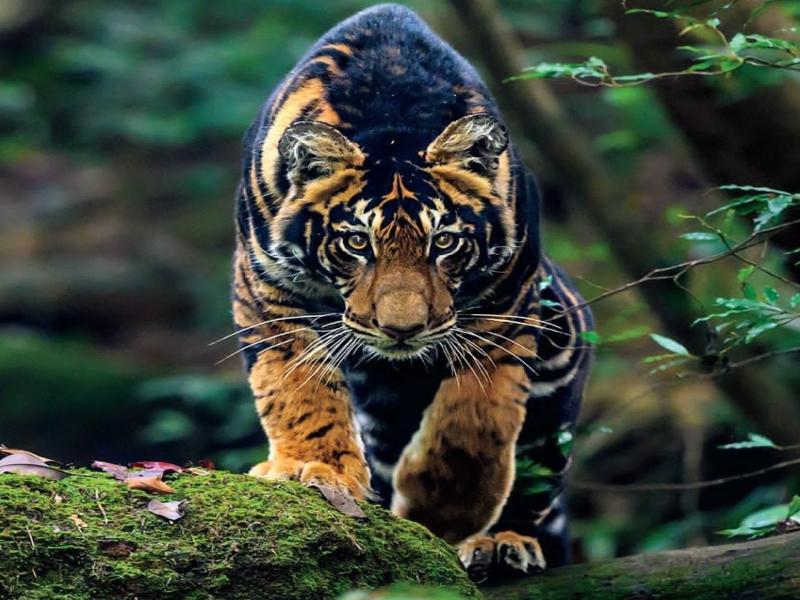 Boost for tourism in Odisha as Similipal’s black tigers grab global spotlight