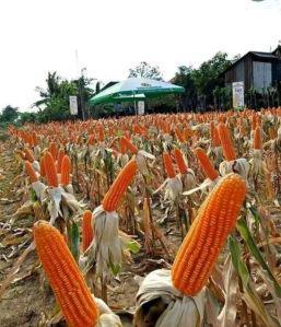 Thoothukudi maize farmers seek MSP for Rabi crop as prices crash below cost of production