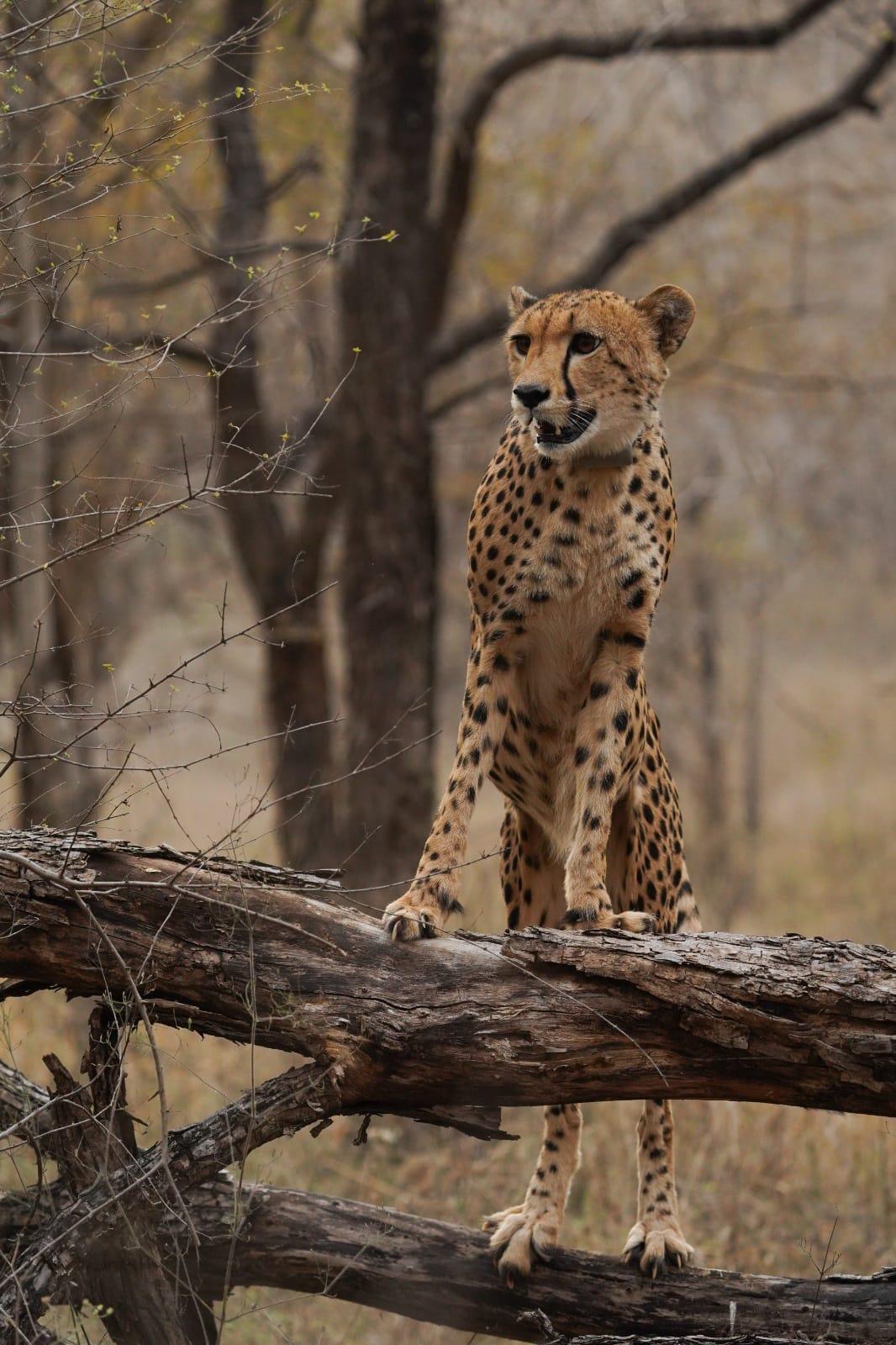 Milestone for first India-born cheetah 'Mukhi'