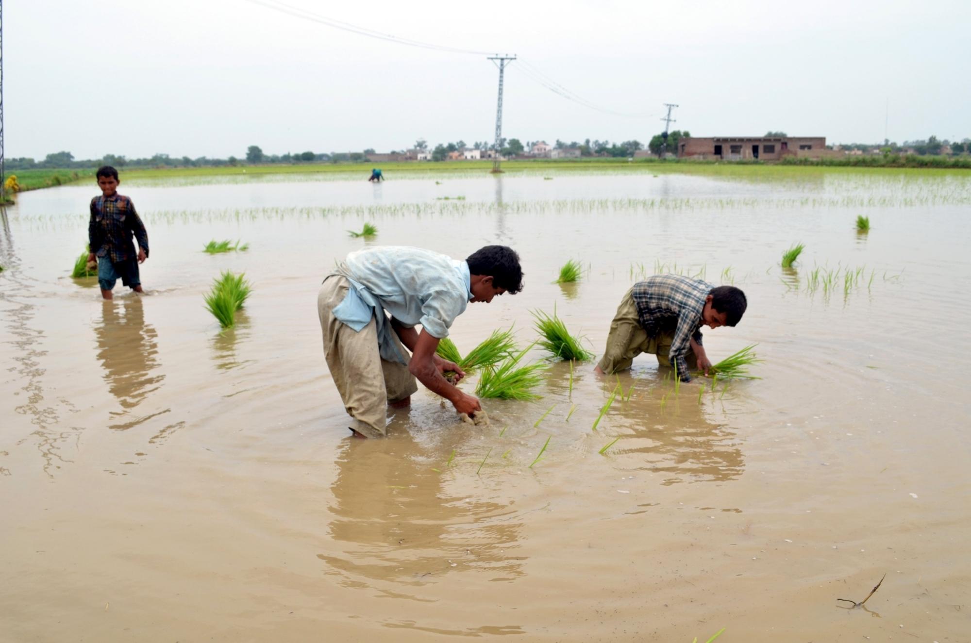 Pakistan’s rice exports slump over 35 pc in Feb: Report