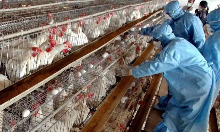 Heightened measures in TN's Namakkal as bird flu cases emerge in Kerala