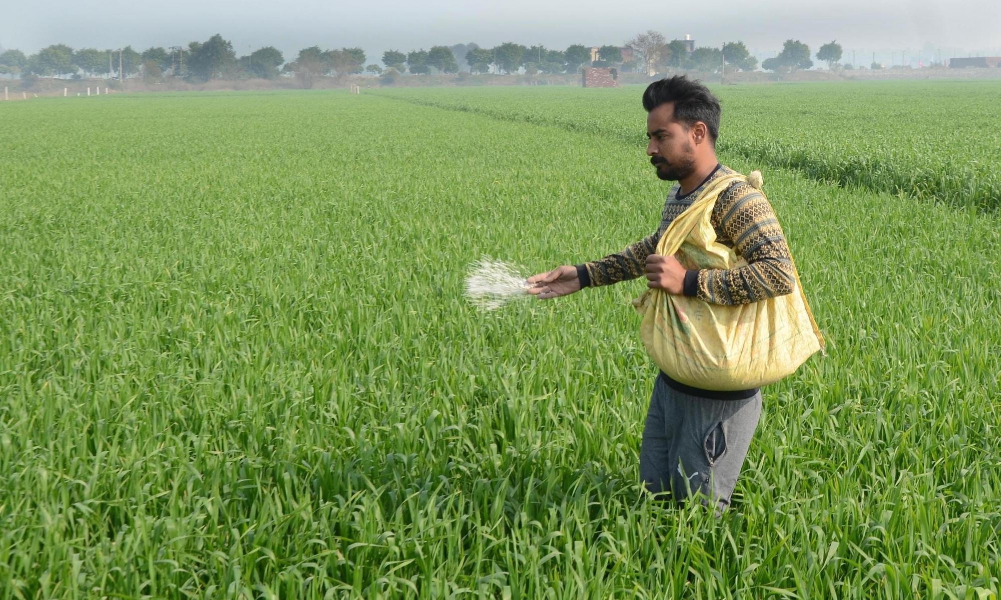 Rabi crop sowing crosses 536 lakh hectares