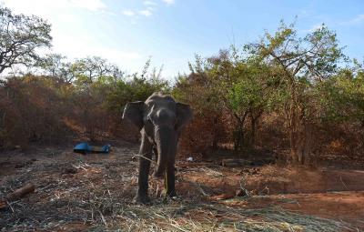 Sri Lanka to revive tourism after Cyclone Ditwah