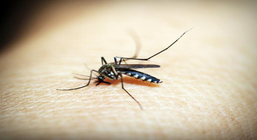 Ivermectin can lower new malaria infection in children by 26pc: Study