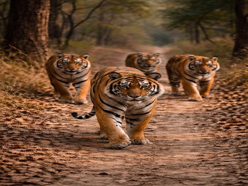Madhya Pradesh High Court seeks report on spike in tiger deaths