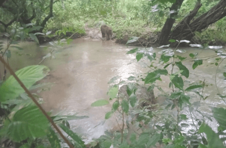 SC permits Jharkhand govt to notify Saranda forest as sanctuary