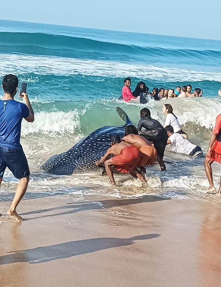 13-foot whale shark rescued in Kollam in Kerala's 50th coastal rescue effort