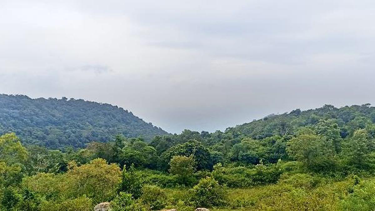 TN strengthens ecological protection, expands reserved forest network across 10 districts
