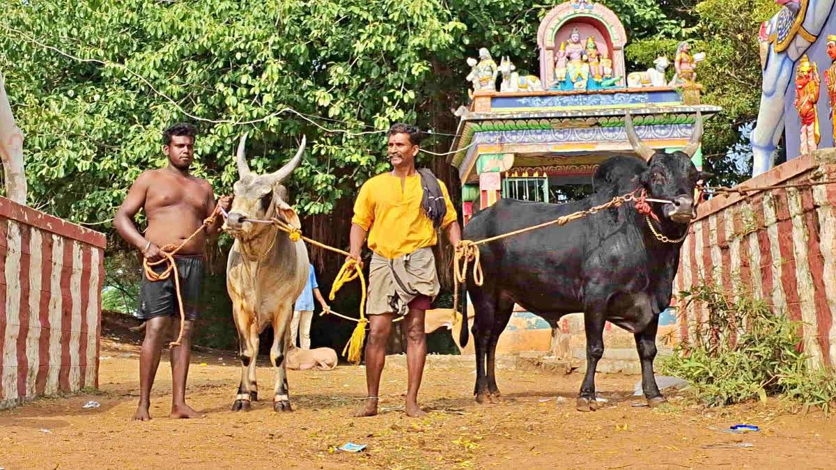 Jallikattu 2025 Kicks Off in Madurai