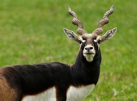 Death of 28 endangered blackbucks raises concern in K'taka; authorities await reports