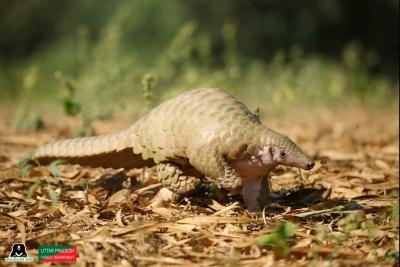 Pangolin smuggling racket busted in Gujarat's Rajkot, three arrested