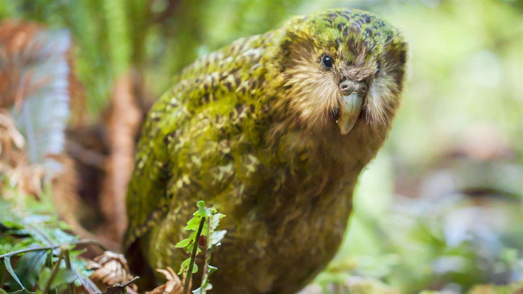 New Zealand's critically endangered kakapo enters 1st breeding season in 4 years