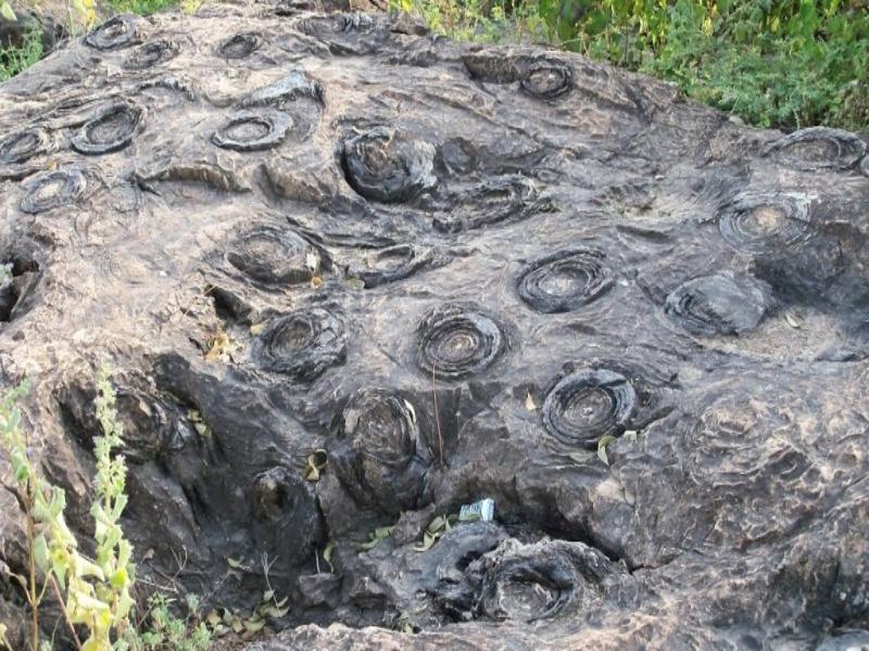 UP’s Salkhan Fossils Park joins Unesco's tentative World Heritage List